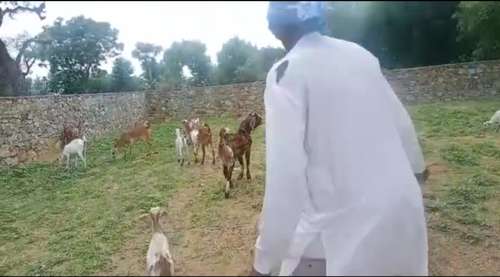 Barbari Goat — photo 3