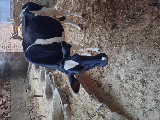 Cow