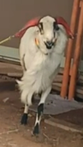 Sheeps