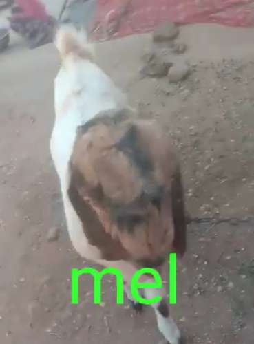 Totapari Goat — photo 4