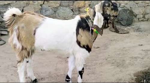 Totapari Goat — photo 2