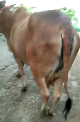 Sahiwal Cow