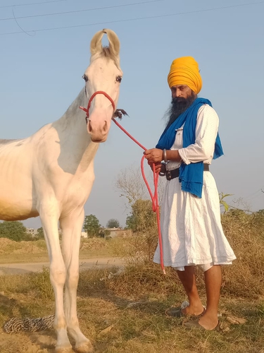 Nukra Horse