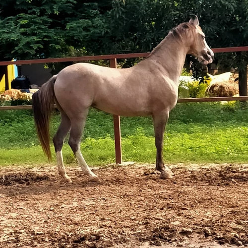 Banaskantha bloodline Mare — photo 5