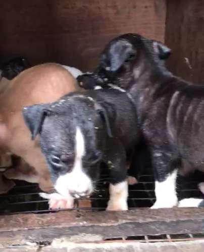  American Pit Bull Puppy🐶 — photo 4