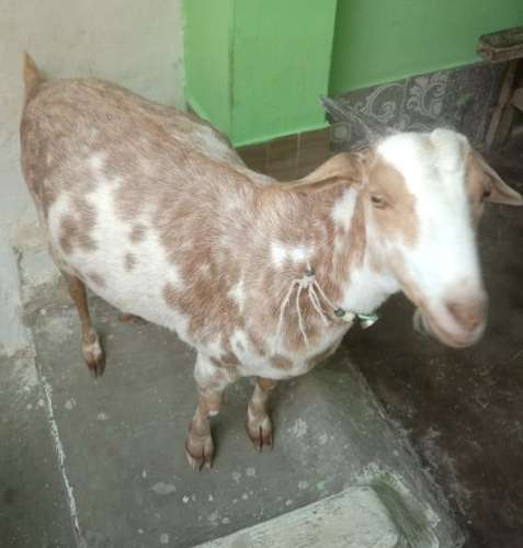 Desi Goat