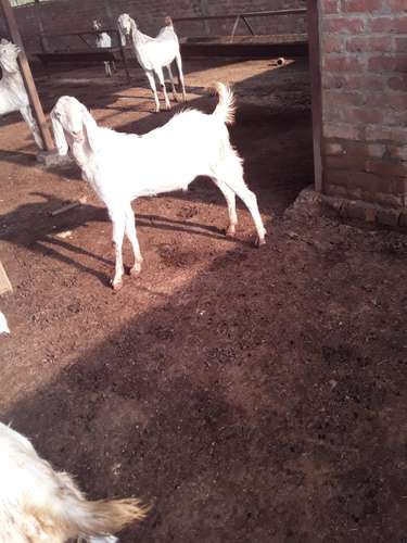 Sojat Goat — photo 2