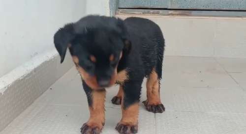 Rottweiler Puppy🐶 — photo 4