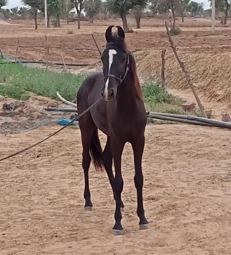 Marwari Horse — photo 4