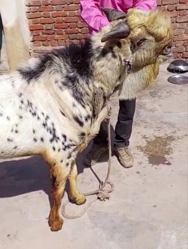 Barbari Goat  — photo 4