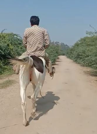Horse — photo 2