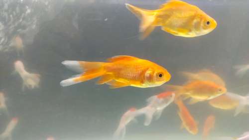 Gold Fish — photo 4