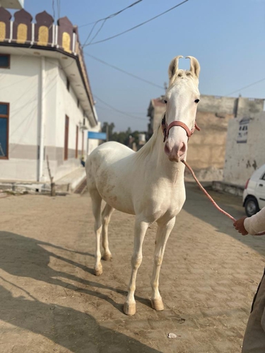 Nukri Horse — photo 2