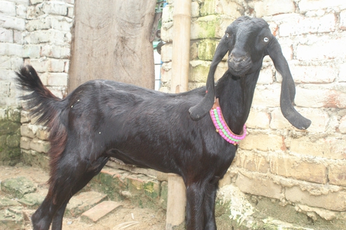 Beetal Pure Goat — photo 2