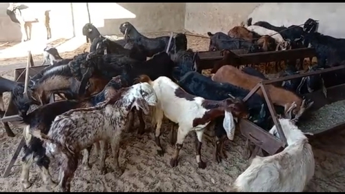 Cutting Goat — photo 6