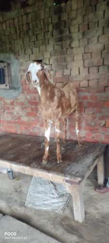 Desi Goat