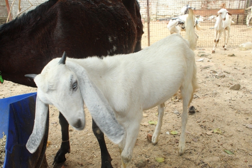 Beetal Goat — photo 2