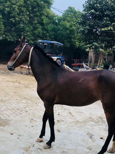 Marwari Horse — photo 4