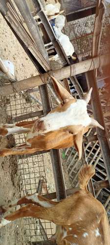 Barbari pure breed Goat — photo 3
