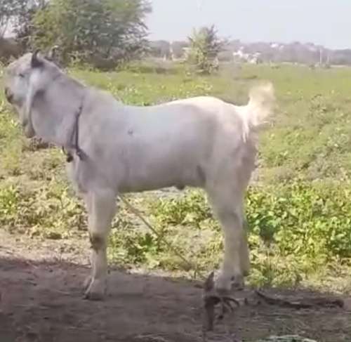 Kota/desi breed