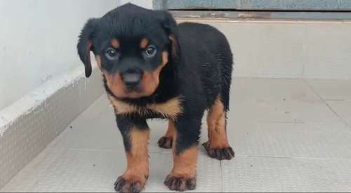 Dog — Rottweiler Puppy🐶, Warri, Nigeria
