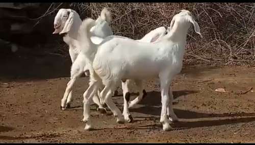 Sojat Goat
