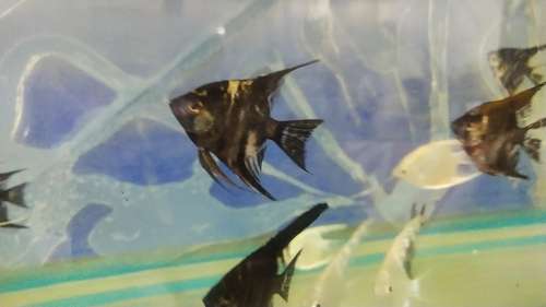 Angel Fish — photo 3