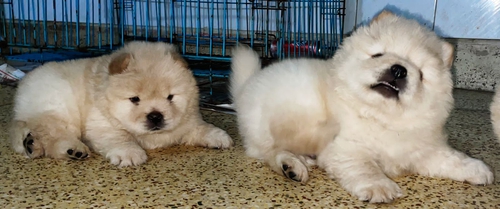 Chow Chow Puppy — photo 4
