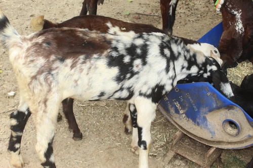Beetal Goat — photo 3
