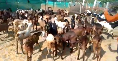 Cutting Goats — photo 2