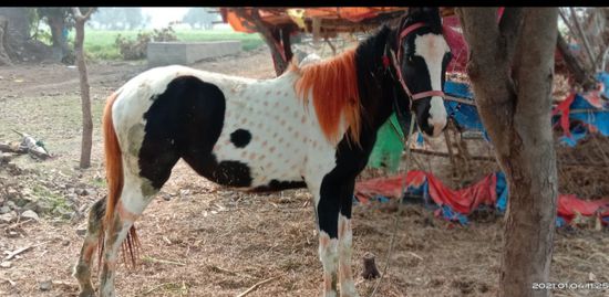 Horse