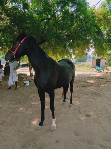 Marwari Horse — photo 2