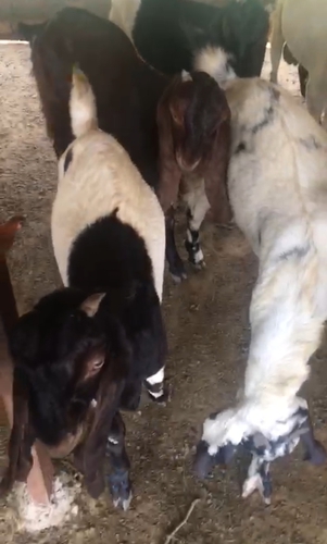 Totapuri Goat — photo 3