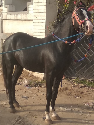 Kathiyawadi Horse — photo 4