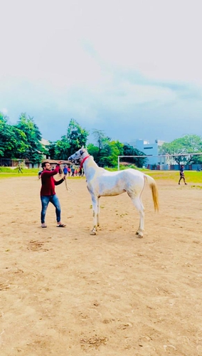Marwari Horse — photo 3