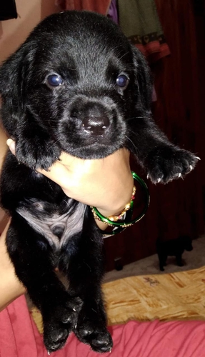 All dog breed available — photo 4