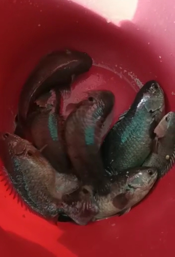 Vietnam koi Fish — photo 5
