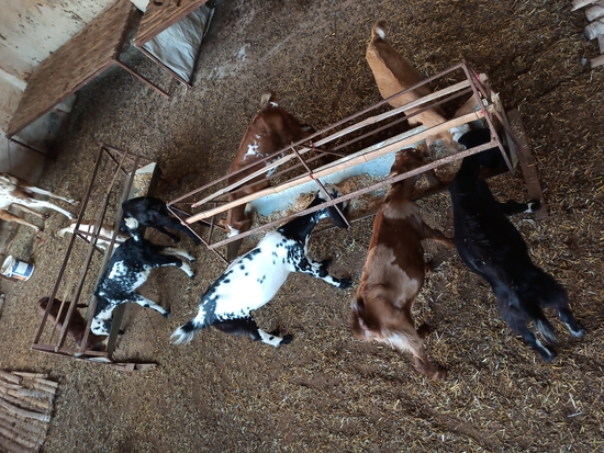 Desi & crossbreed — photo 3