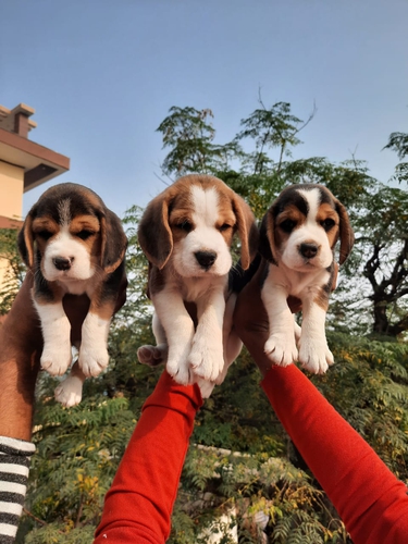 Beagle Puppies