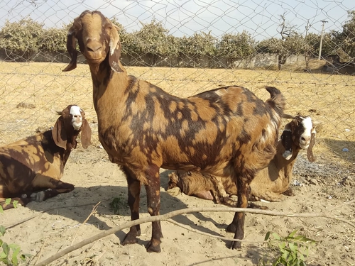 Sirohi Goats — photo 4