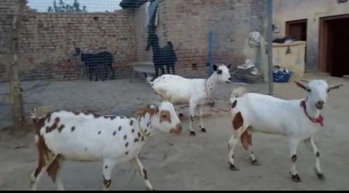 Barbari Goat — photo 3