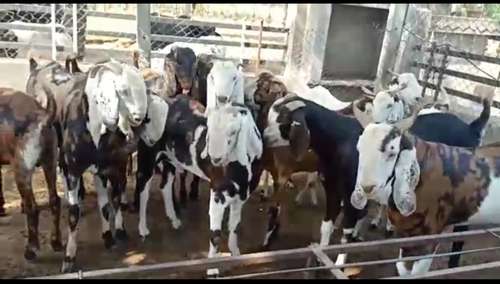 Gujri Goat