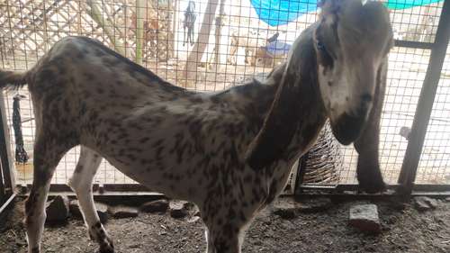 Beetal Goat white eyes — photo 2