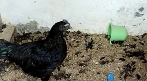 36 Hen Available — photo 3