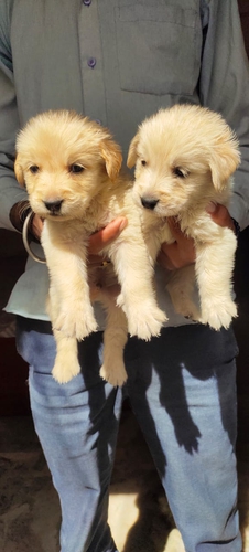 Golden Retriever — photo 4