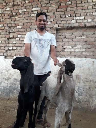 Beetal Goat  — photo 5