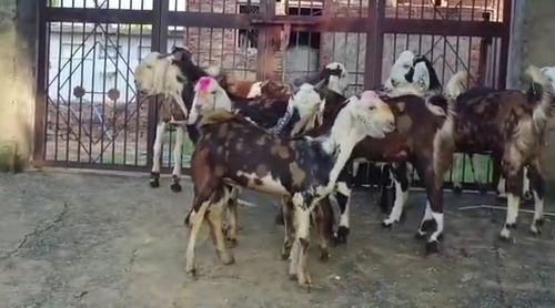Gujari Goat  — photo 2