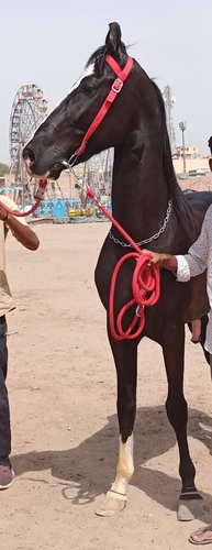 Marwari Horse — photo 3