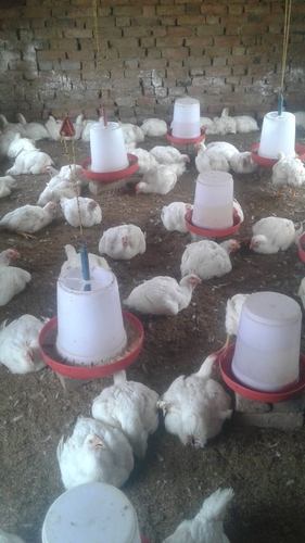 Hen — Broiler hen, Uttar Pradesh, India