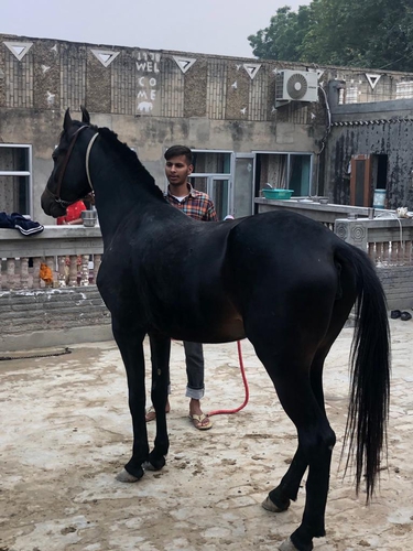 Marwari Horse — photo 2